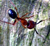 ant