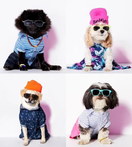 American Beagle Outfitters Dog Clothing