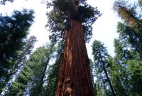Sequoia National Park: California’s True Beauty