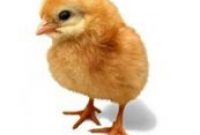 CDC Reports 68 People Sickened By Easter Chicks Last Year