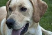 Kmart Launches Pet Prescription Program