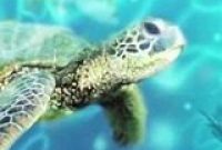 SeaWorld Orlando: TurtleTrek Milestone Reached, Set For Spring Open