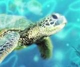SeaWorld Orlando: TurtleTrek Milestone Reached, Set For Spring Open