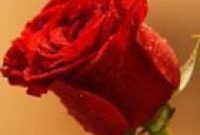 Valentine’s Day Spending Spree: Can $17 Billion Buy Your Love?
