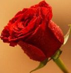 Valentine's-Day-Rose