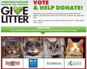 Vote For Shelter Cats To Win Free Litter In World’s Best Cat Litter Giveaway