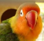 To Own Or Not Own A Pet Bird