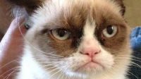 The Grumpy Cat Movie – Potential For A Big Family Comedy