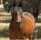 Horses Die After Consuming Contaminated Feed