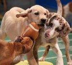 Also On Sunday: Puppy Bowl, Kitten Bowl, Fish Bowl | Channels/Times