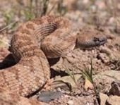 rattlesnake